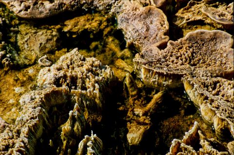 Algae Beds, West Thumb Basin, Yellowstone WY (2000)