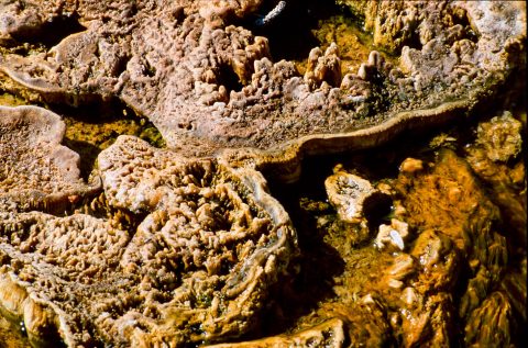 Algae Beds, West Thumb Basin, Yellowstone WY (2000)