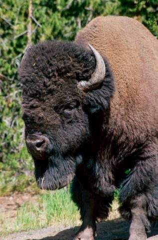 Bison, Yellowstone WY (2000)