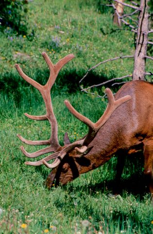 Elk, Yellwostone WY (2000)