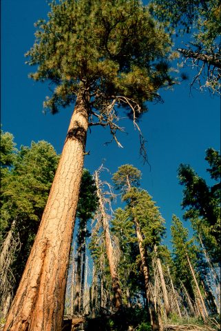 Mariposa Grove, Yosemite (1999)