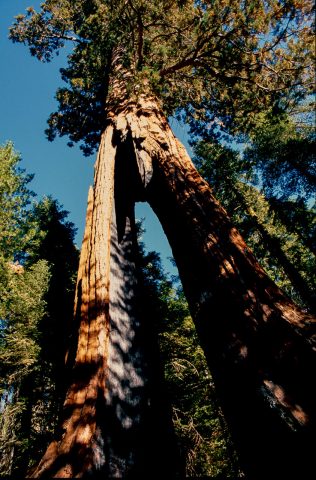 Mariposa Grove, Yosemite (1999)