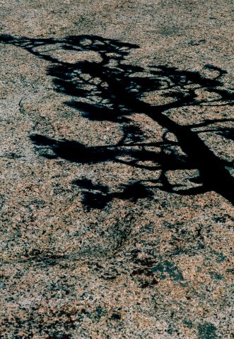 Shadow of tree, Olmstead Point, Yosemite (1999)