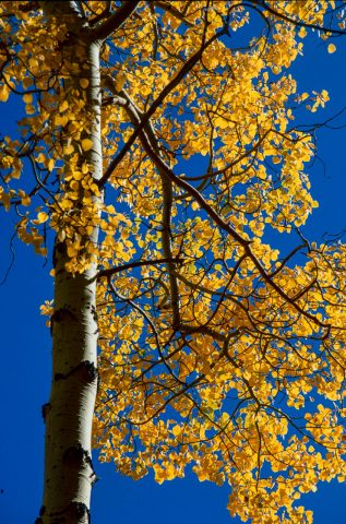 Aspens, Lee Vining Creek near Yosemite (1999)