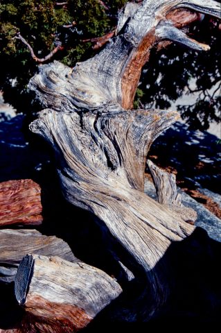 Old tree trunk, Olmstead, Yosemite (1999)