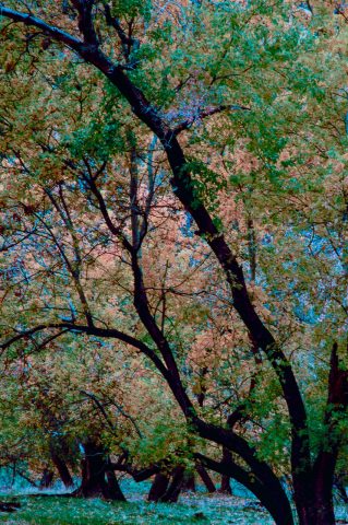 Cottonwoods, Zion Canyon,  Utah (2004)