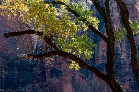 Cottonwoods, Zion Canyon,  Utah (2004)