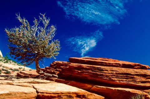 Upper Zion Canyon, Utah (1996)