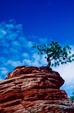Upper Zion Canyon, Utah (1996)