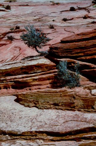 Upper Zion Canyon, Utah (1996)