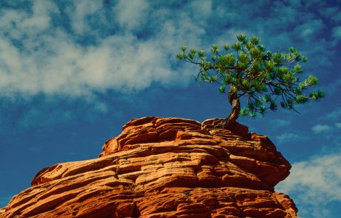 Upper Zion Canyon, Utah (1996)
