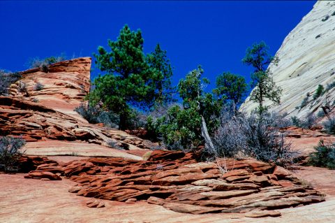 Upper Zion Canyon, Utah (2004)