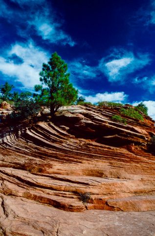 Upper Zion Canyon, Utah (2004)
