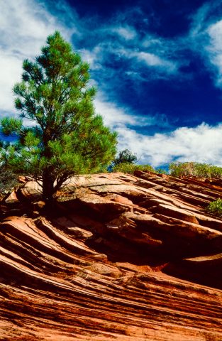 Upper Zion Canyon, Utah (2004)